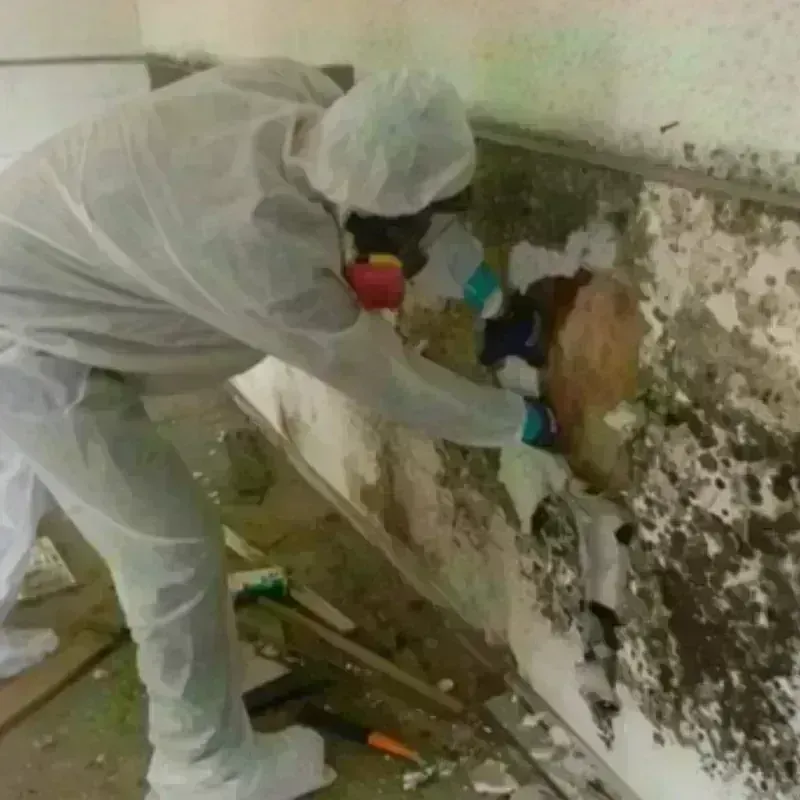 Mold Remediation and Removal in Mission, SD